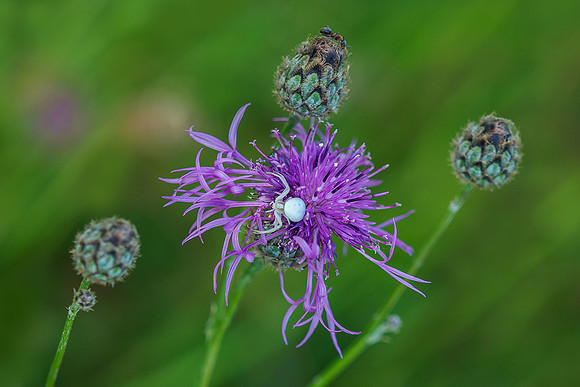 Viroinval juli 2019 Bart Fotografie-094