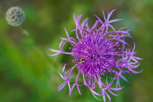 Viroinval juli 2019 Bart Fotografie-095