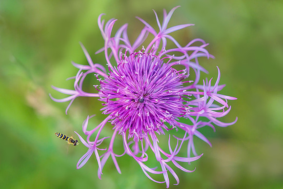 Viroinval juli 2019 Bart Fotografie-096