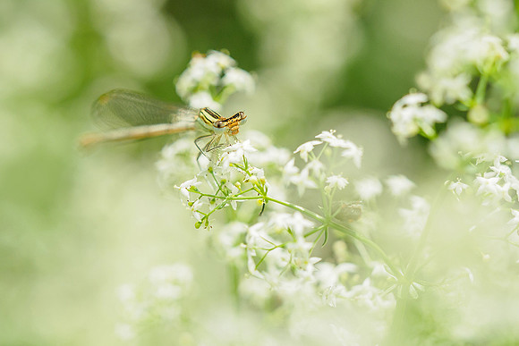 Viroinval juli 2019 Bart Fotografie-097