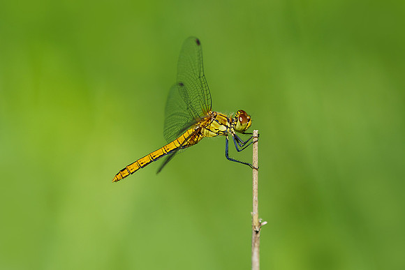 Viroinval juli 2019 Bart Fotografie-098