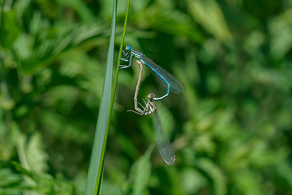 Viroinval juli 2019 Bart Fotografie-099