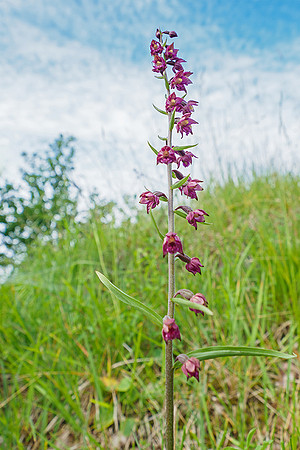 Viroinval juli 2019 Bart Fotografie-101