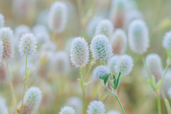 Viroinval juli 2019 Bart Fotografie-111