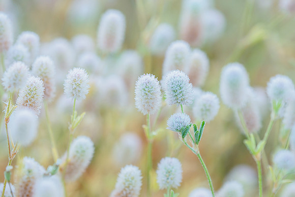 Viroinval juli 2019 Bart Fotografie-110