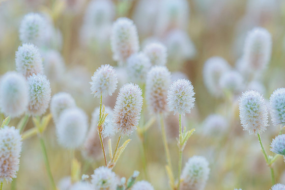 Viroinval juli 2019 Bart Fotografie-112