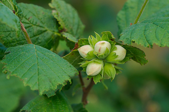 Viroinval juli 2019 Bart Fotografie-114