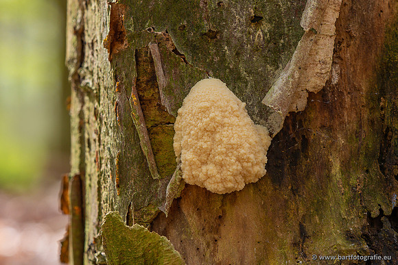 Paddenstoelen 2023-004