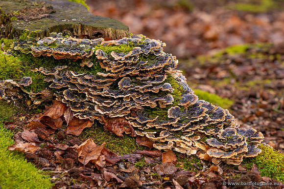 Paddenstoelen 2023-003