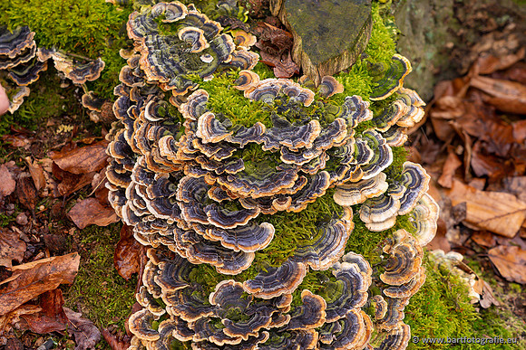 Paddenstoelen 2023-002