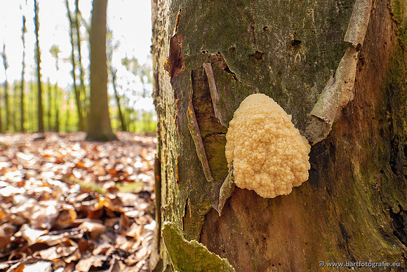 Paddenstoelen 2023-006