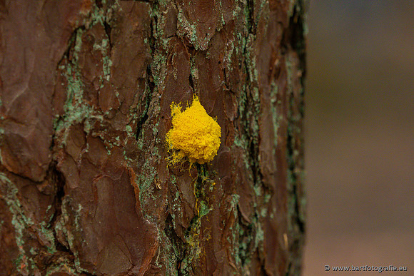 Paddenstoelen 2023-007