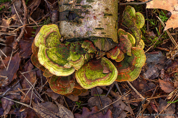 Paddenstoelen 2023-008