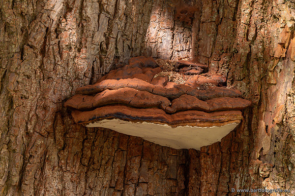 Paddenstoelen 2023-009