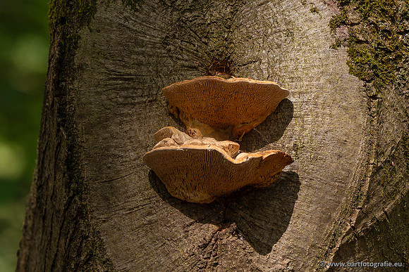 Paddenstoelen 2023-010