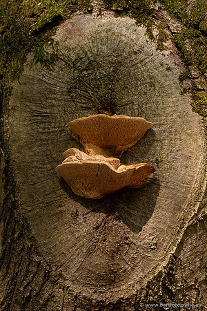 Paddenstoelen 2023-011