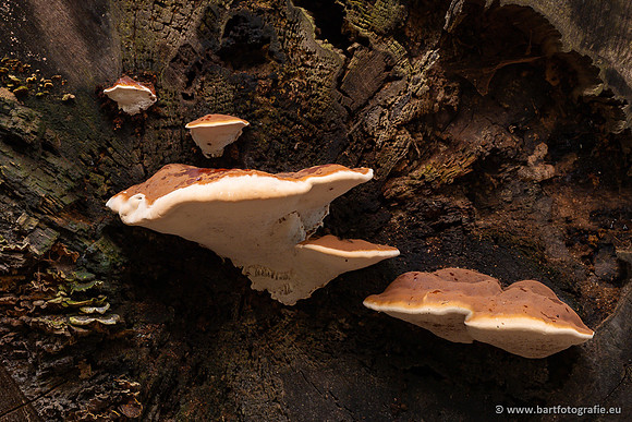 Paddenstoelen 2023-012