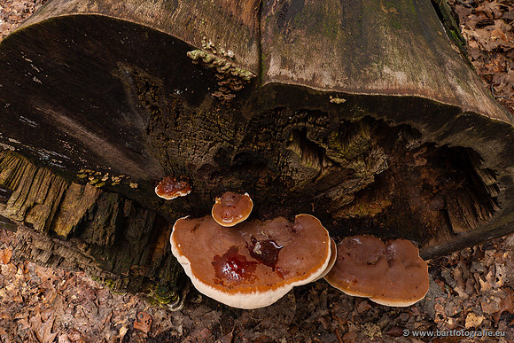 Paddenstoelen 2023-013
