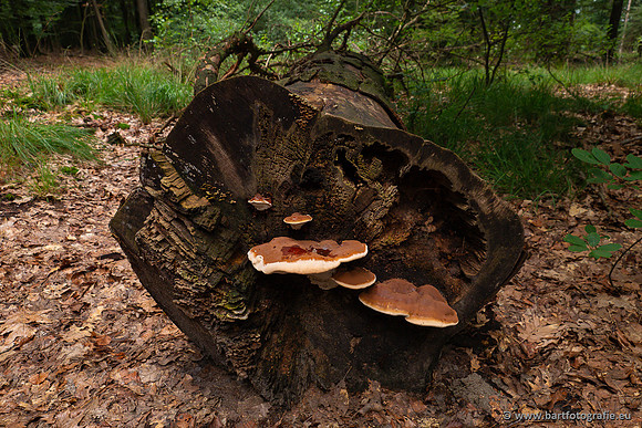 Paddenstoelen 2023-014