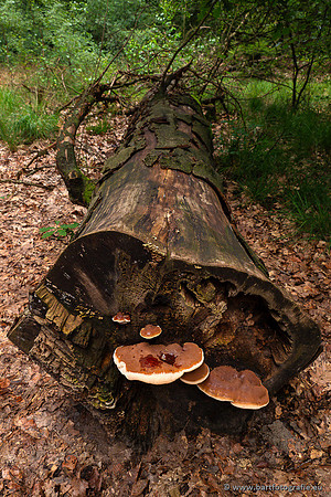 Paddenstoelen 2023-015