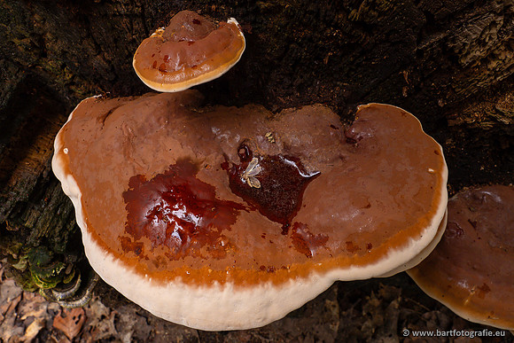 Paddenstoelen 2023-016