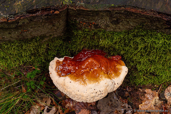 Paddenstoelen 2023-017