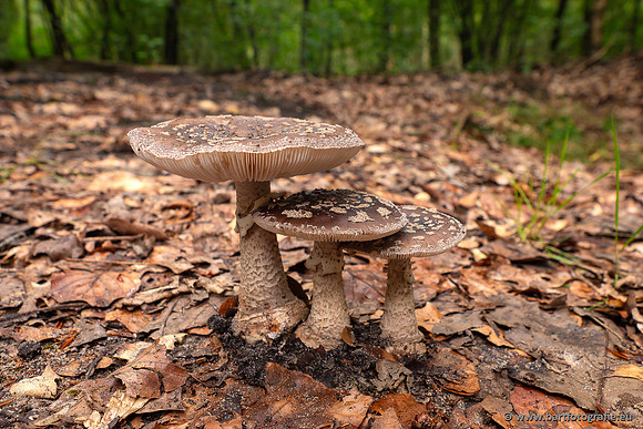 Paddenstoelen 2023-018