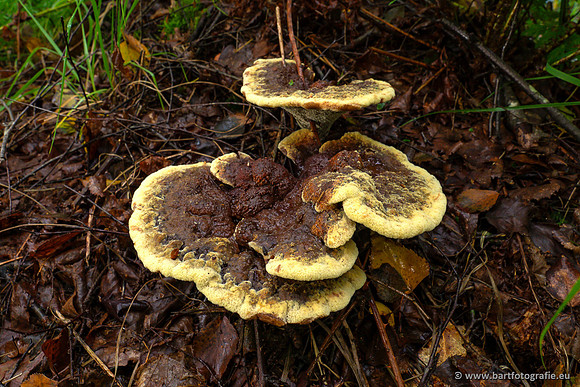 Paddenstoelen 2023-020