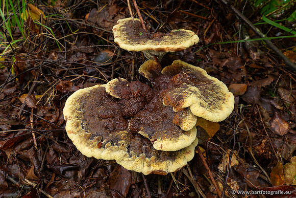 Paddenstoelen 2023-021