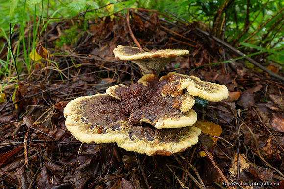 Paddenstoelen 2023-022