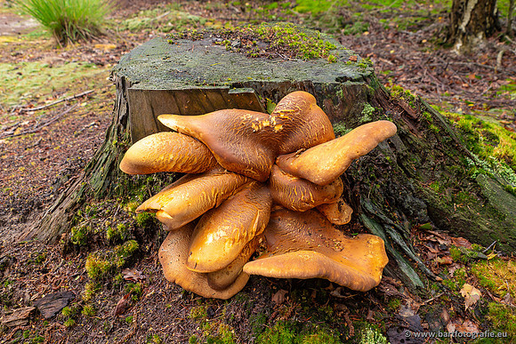 Paddenstoelen 2023-023