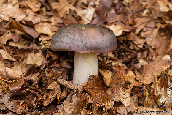 Paddenstoelen 2023-028