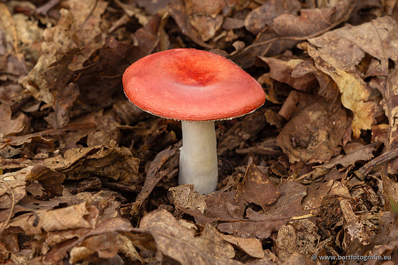 Paddenstoelen 2023-029