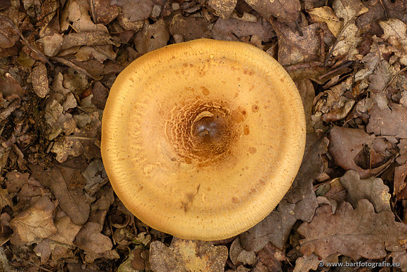 Paddenstoelen 2023-030