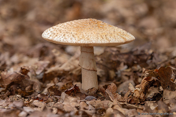 Paddenstoelen 2023-031