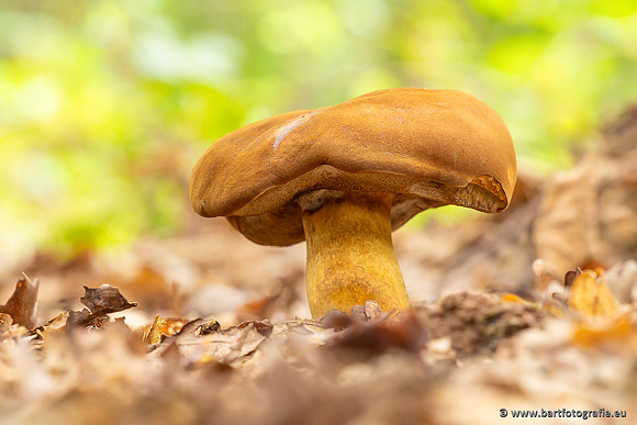 Paddenstoelen 2023-032