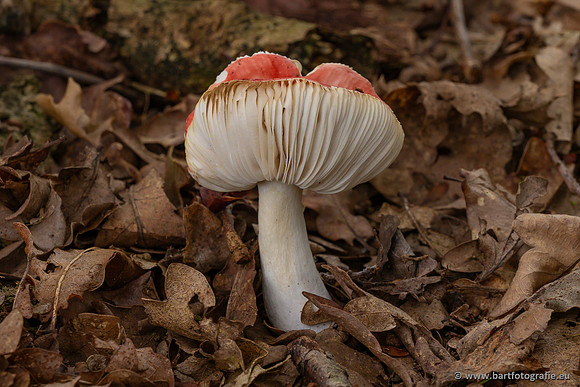 Paddenstoelen 2023-033