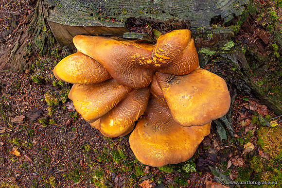Paddenstoelen 2023-025