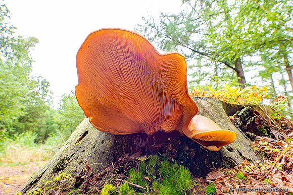 Paddenstoelen 2023-026