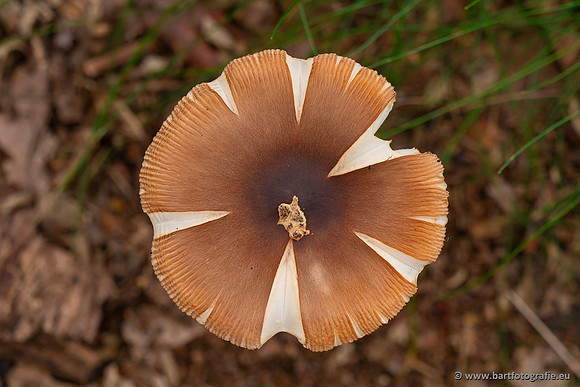 Paddenstoelen 2023-034