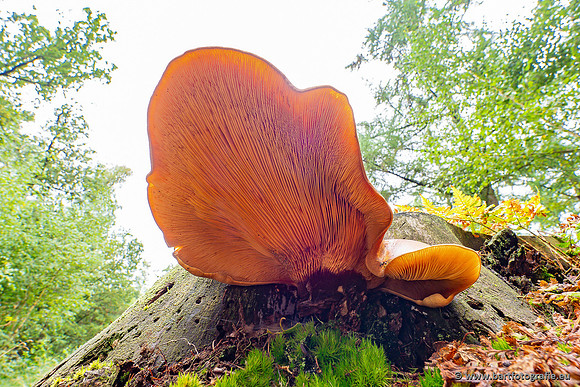 Paddenstoelen 2023-027