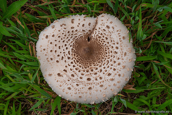 Paddenstoelen 2023-035