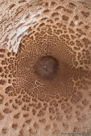 Paddenstoelen 2023-036