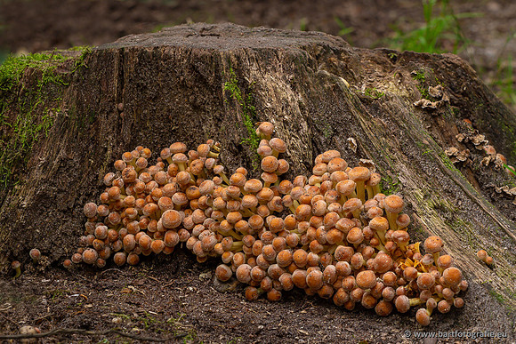 Paddenstoelen 2023-037