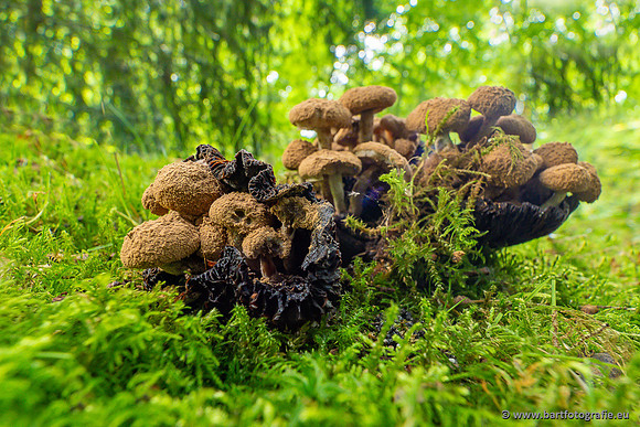 Paddenstoelen 2023-040