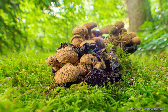 Paddenstoelen 2023-041