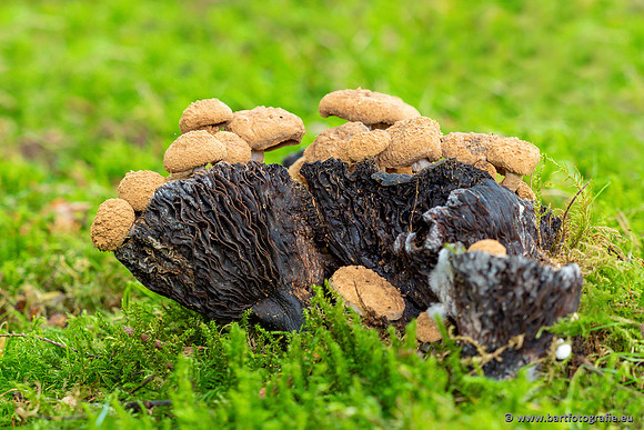 Paddenstoelen 2023-044