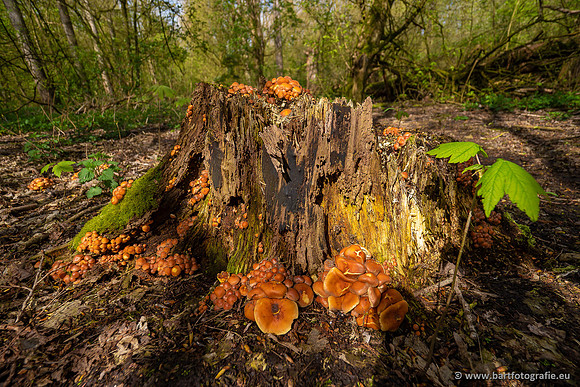 Paddenstoelen 2023-038