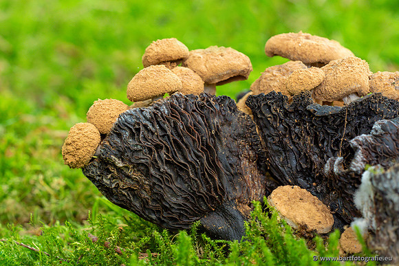 Paddenstoelen 2023-045
