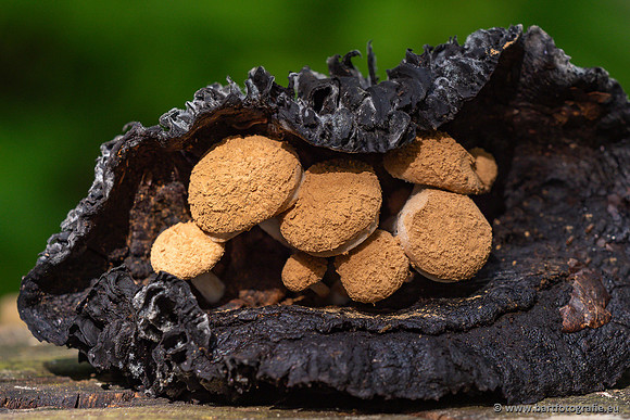 Paddenstoelen 2023-046